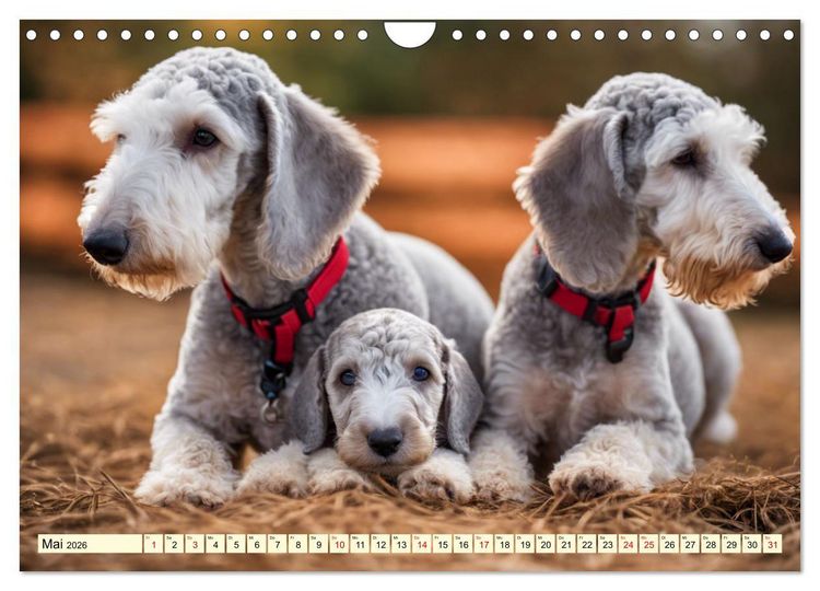 Produktbild: Bedlington Terrier - Hunde im Schafspelz (Wandkalender 2026 DIN A4 quer), CALVENDO Monatskalender
