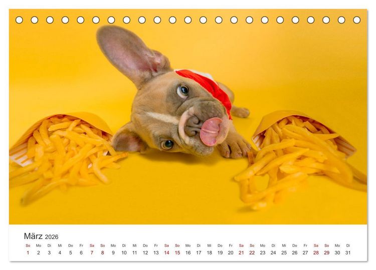 Produktbild: Die Bulldogge Henry (Tischkalender 2026 DIN A5 quer), CALVENDO Monatskalender