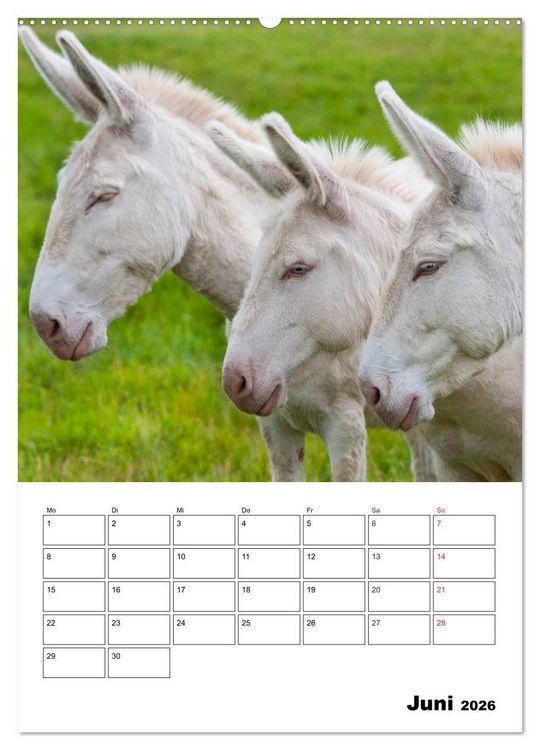 Produktbild: S&uuml;&szlig;e Esel. Langohren zum Verlieben (hochwertiger Premium Wandkalender 2026 DIN A2 hoch), Kunstdruck in Hochglanz