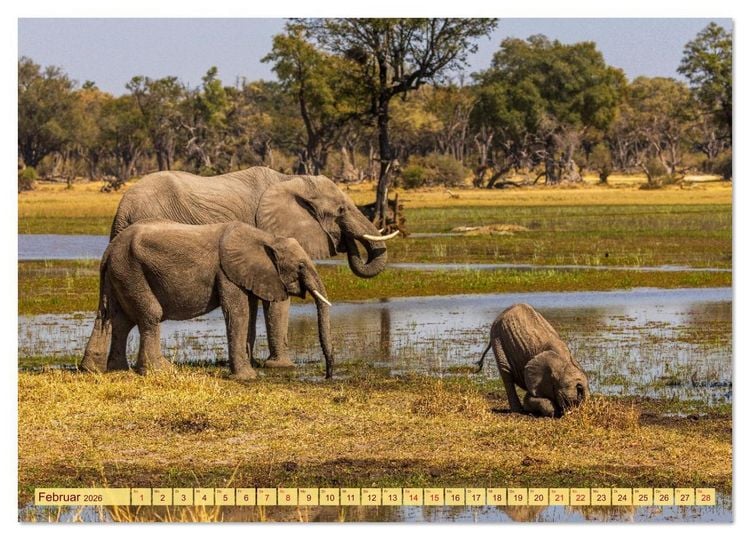 Produktbild: Das Okavango-Delta - Naturwunder im Herzen Afrikas (Wandkalender 2026 DIN A4 quer), CALVENDO Monatskalender