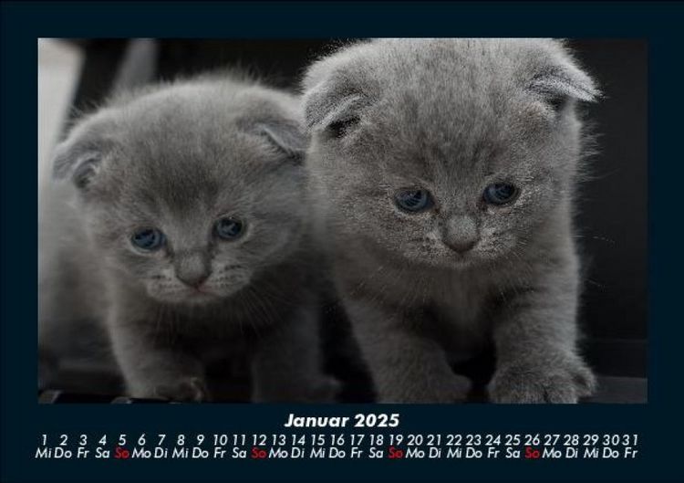 Produktbild: F&uuml;r Katzenfreunde 2025 Fotokalender DIN A5