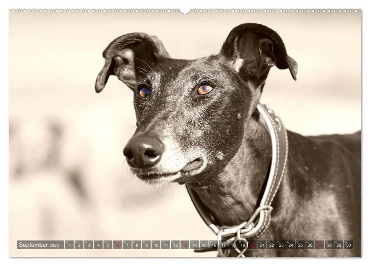 Produktbild: Galgo eye-catcher (hochwertiger Premium Wandkalender 2026 DIN A2 quer), Kunstdruck in Hochglanz