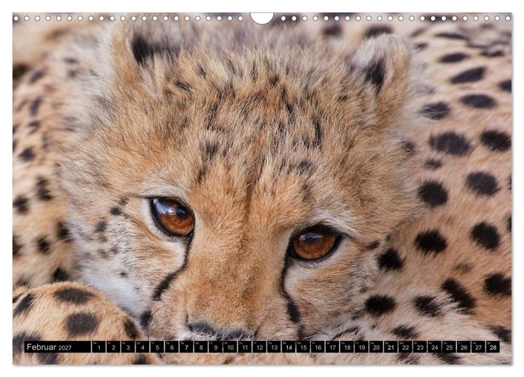 Produktbild: Magie des Augenblicks: Geparde - verschmuste Raubkatzen (Wandkalender 2027 DIN A3 quer), CALVENDO Monatskalender
