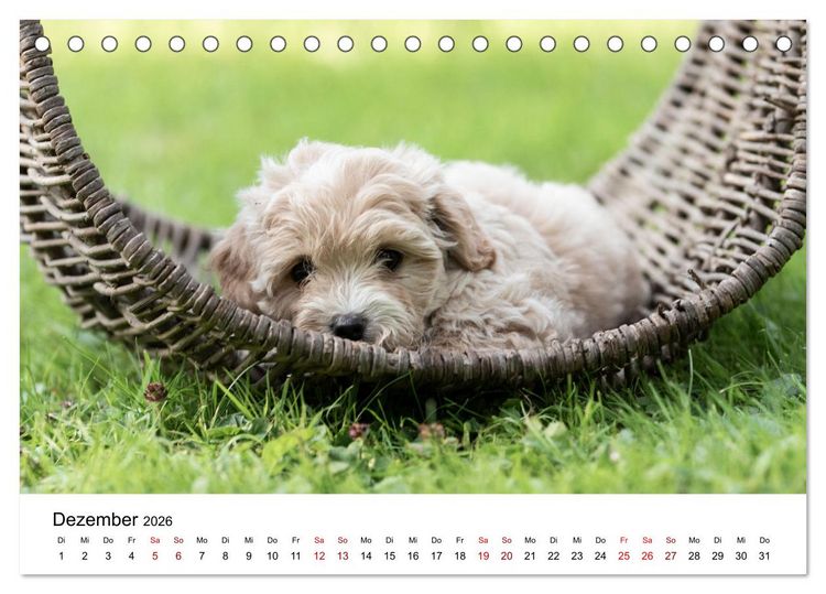 Produktbild: Maltipoo Welpen (Tischkalender 2026 DIN A5 quer), CALVENDO Monatskalender