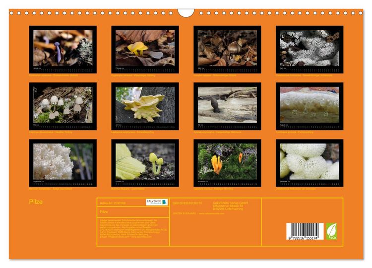 Produktbild: Pilze (Wandkalender 2026 DIN A3 quer), CALVENDO Monatskalender