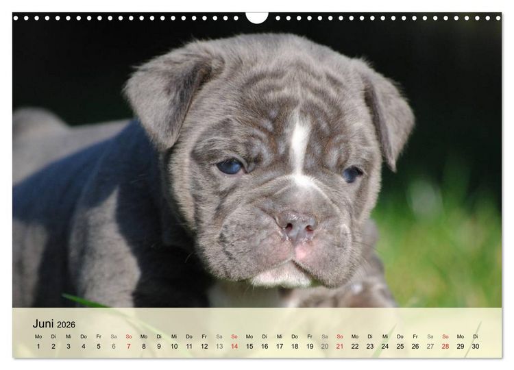 Produktbild: Bulldoggen-Kindergarten (Wandkalender 2026 DIN A3 quer), CALVENDO Monatskalender
