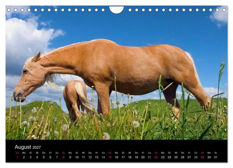 Produktbild: Wundersch&ouml;ne Haflingerwelt (Wandkalender 2027 DIN A4 quer), CALVENDO Monatskalender