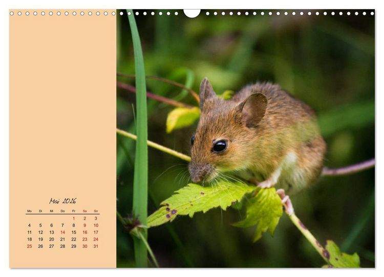 Produktbild: Mausige Zeiten! Putzige Gesellen mit Knopfaugen (Wandkalender 2026 DIN A3 quer), CALVENDO Monatskalender