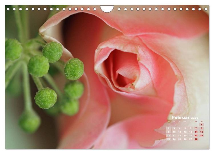 Produktbild: Rosen, die K&ouml;nigin der Blumen (Wandkalender 2026 DIN A4 quer), CALVENDO Monatskalender