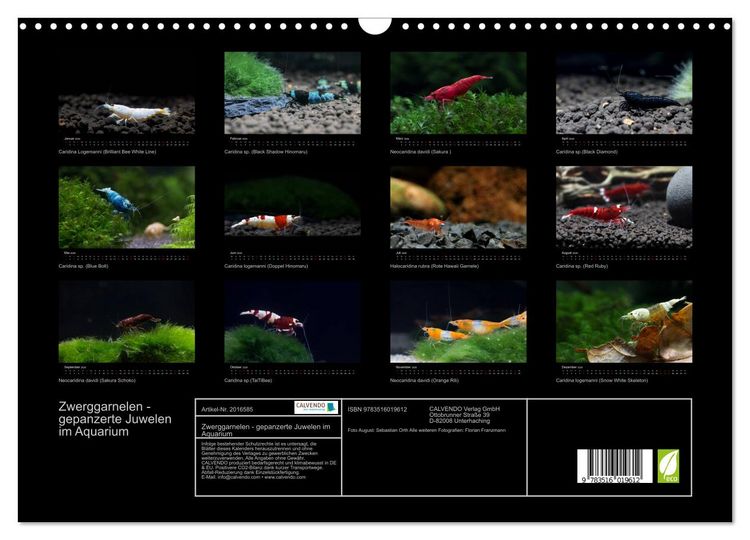 Produktbild: Zwerggarnelen - gepanzerte Juwelen im Aquarium (Wandkalender 2026 DIN A3 quer), CALVENDO Monatskalender