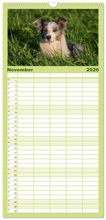 Produktbild: Familienplaner 2026 - Border Collies mit 5 Spalten (Wandkalender, 21 x 45 cm) CALVENDO