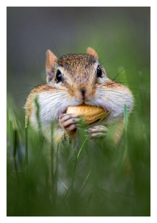 Produktbild: Postkartenblock Lustige Tiere