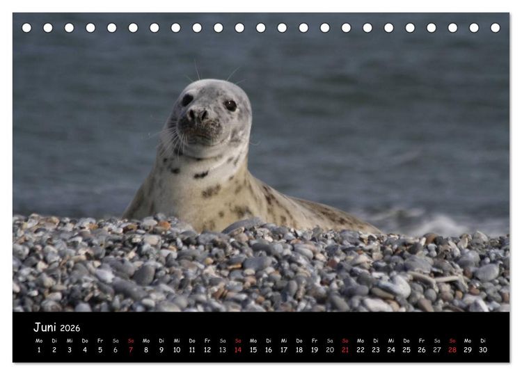 Produktbild: Kegelrobben und Seehunde (Tischkalender 2026 DIN A5 quer), CALVENDO Monatskalender