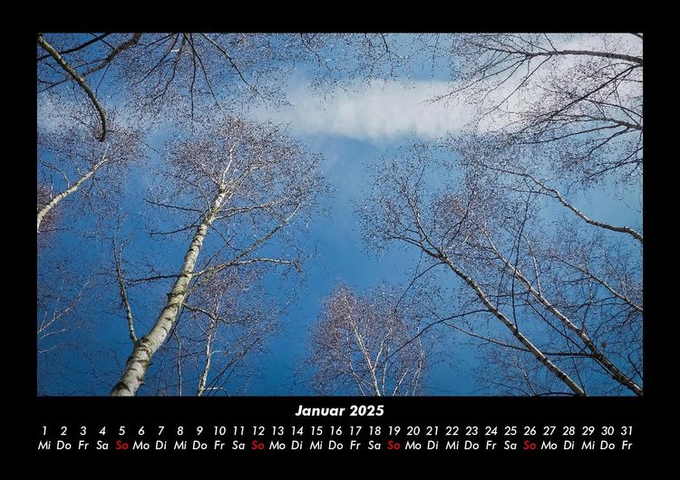 Produktbild: B&auml;ume 2025 Fotokalender DIN A3