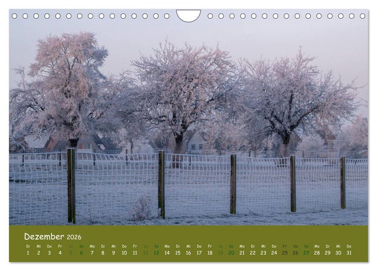 Produktbild: Steink&auml;uze (Athene noctua) (Wandkalender 2026 DIN A4 quer), CALVENDO Monatskalender