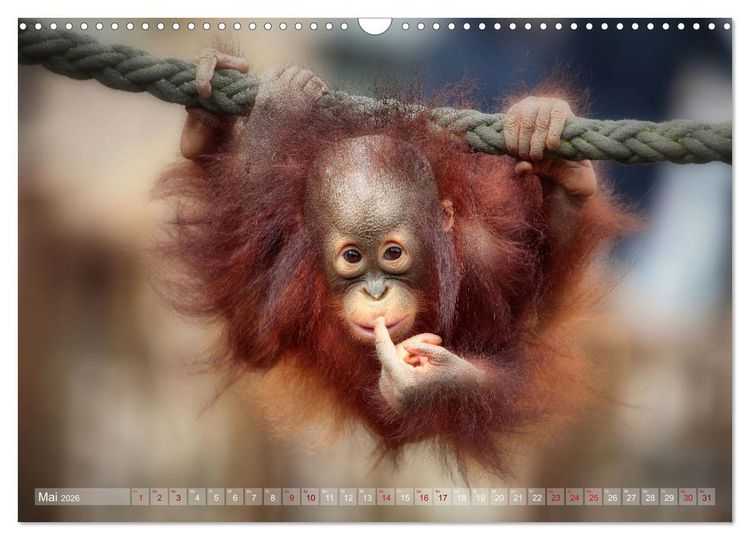 Produktbild: Tierisch BEWEGENDE Momente (Wandkalender 2026 DIN A3 quer), CALVENDO Monatskalender