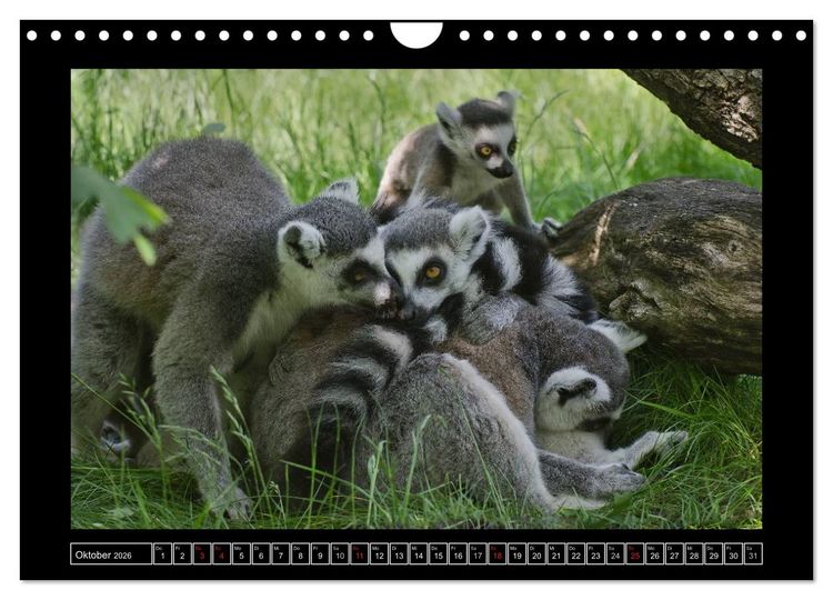 Produktbild: Dresdner Zootiere 2026 (Wandkalender 2026 DIN A4 quer), CALVENDO Monatskalender