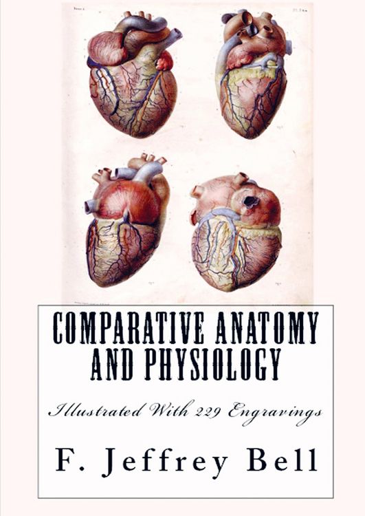 Produktbild: F. Jeffrey Bell: Comparative Anatomy and Physiology