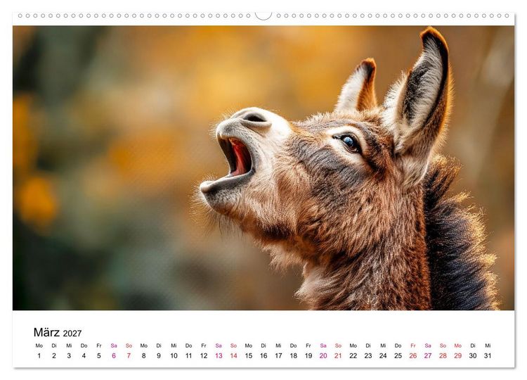 Produktbild: Esel - neugierige Typen (hochwertiger Premium Wandkalender 2027 DIN A2 quer), Kunstdruck in Hochglanz