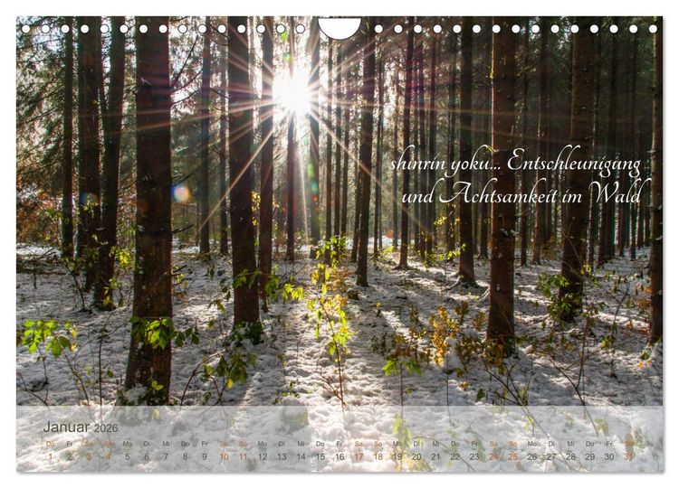Produktbild: Shinrin yoku - Waldbaden 2026 (Wandkalender 2026 DIN A4 quer), CALVENDO Monatskalender