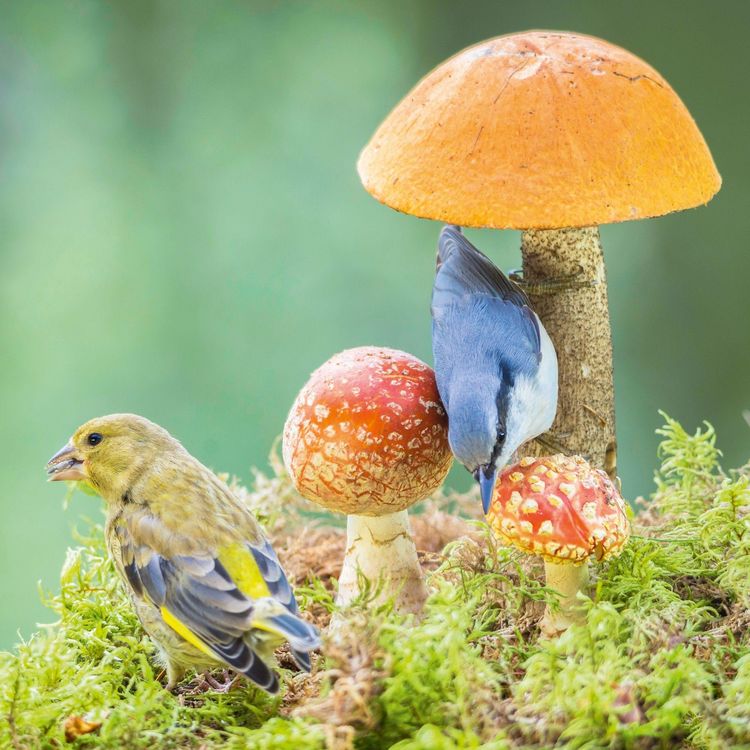 Produktbild: Birds 2027