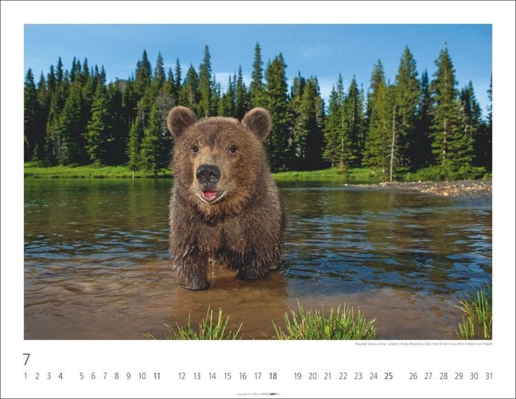 Produktbild: B&auml;ren Kalender 2027