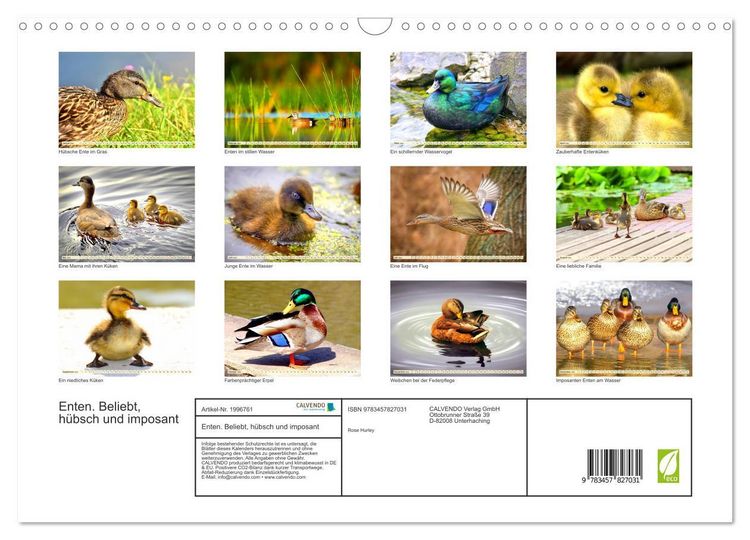 Produktbild: Enten. Beliebt, h&uuml;bsch und imposant (Wandkalender 2026 DIN A3 quer), CALVENDO Monatskalender