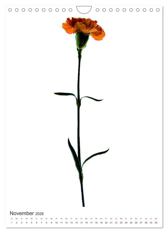 Produktbild: Blumen pur (Wandkalender 2026 DIN A4 hoch), CALVENDO Monatskalender