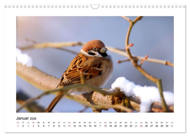 Produktbild: Gefiederte Garteng&auml;ste, Spatzenleben (Wandkalender 2026 DIN A3 quer), CALVENDO Monatskalender