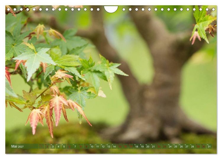 Produktbild: Bonsai ganz nah (Wandkalender 2027 DIN A4 quer), CALVENDO Monatskalender