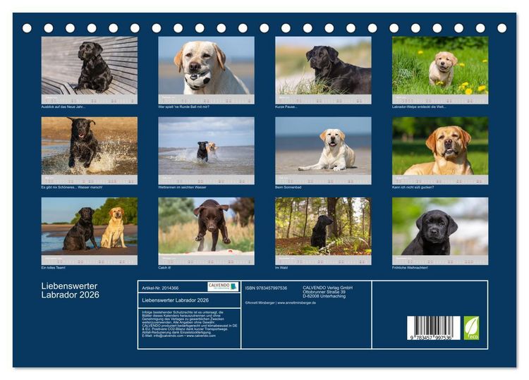 Produktbild: Liebenswerter Labrador 2026 (Tischkalender 2026 DIN A5 quer), CALVENDO Monatskalender