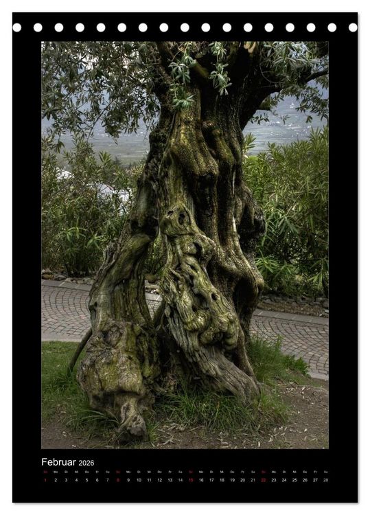 Produktbild: Mythos Baum / 2026 (Tischkalender 2026 DIN A5 hoch), CALVENDO Monatskalender