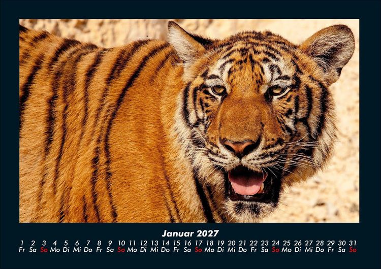 Produktbild: Tiger 2027 Fotokalender DIN A4