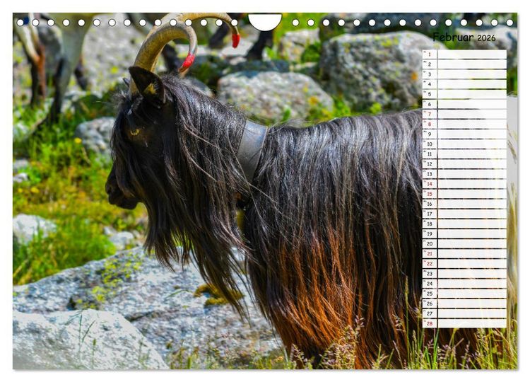 Produktbild: Ziegenfreude (Wandkalender 2026 DIN A4 quer), CALVENDO Monatskalender