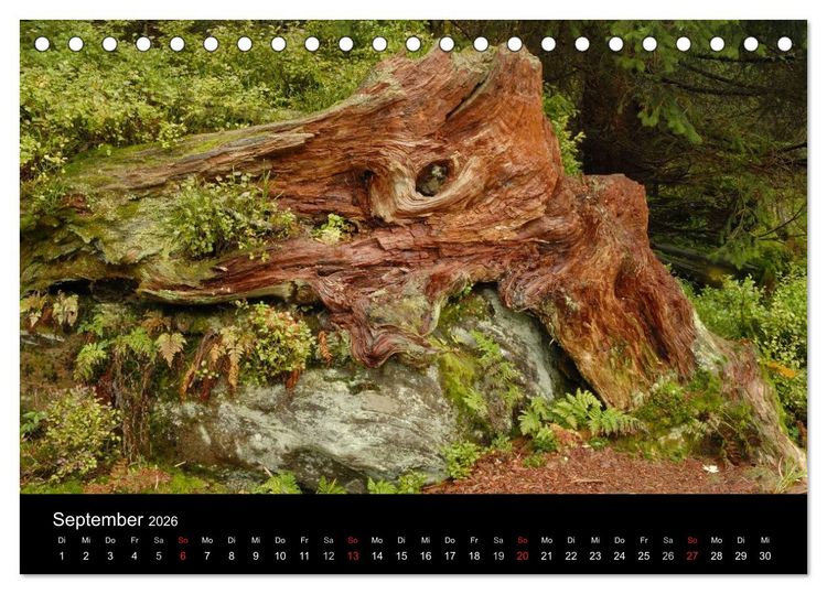 Produktbild: B&auml;ume (Tischkalender 2026 DIN A5 quer), CALVENDO Monatskalender
