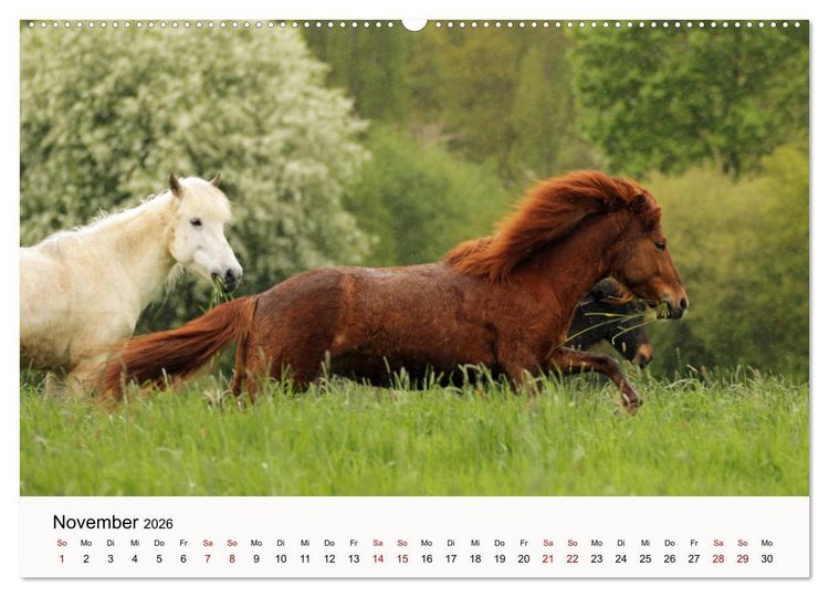 Produktbild: Isl&auml;nder - icelandic horses (Wandkalender 2026 DIN A2 quer), CALVENDO Monatskalender