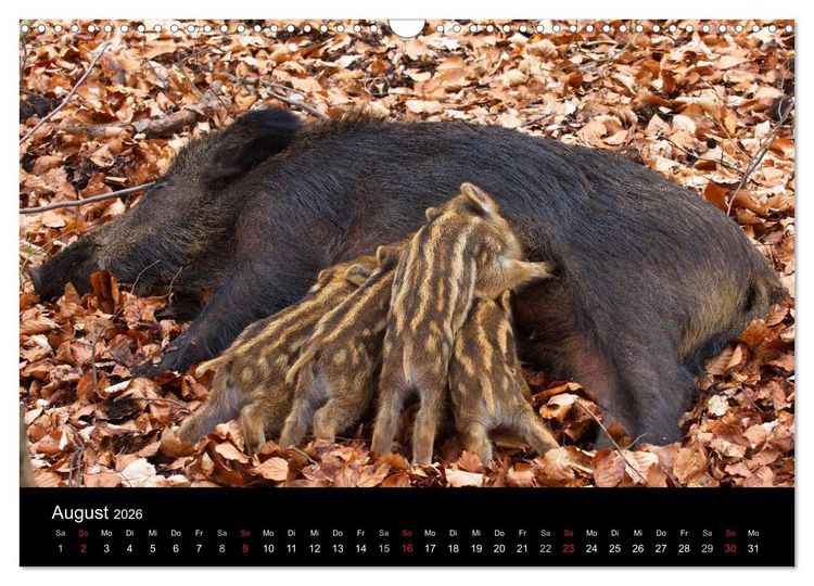 Produktbild: Wilde Wutzen. Das heimische Wildschwein (Wandkalender 2026 DIN A3 quer), CALVENDO Monatskalender