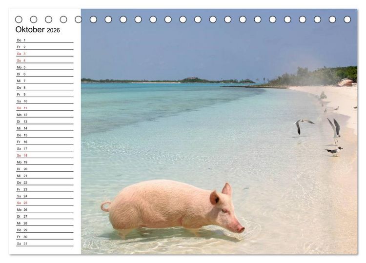 Produktbild: Schwimmende Schweine (Tischkalender 2026 DIN A5 quer), CALVENDO Monatskalender