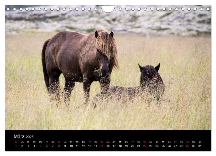 Produktbild: Islandpferde (Wandkalender 2026 DIN A4 quer), CALVENDO Monatskalender