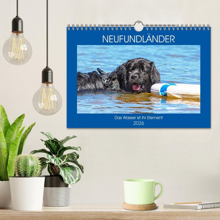 Produktbild: Neufundl&auml;nder - Das Wasser ist ihr Element (Wandkalender 2026 DIN A4 quer), CALVENDO Monatskalender