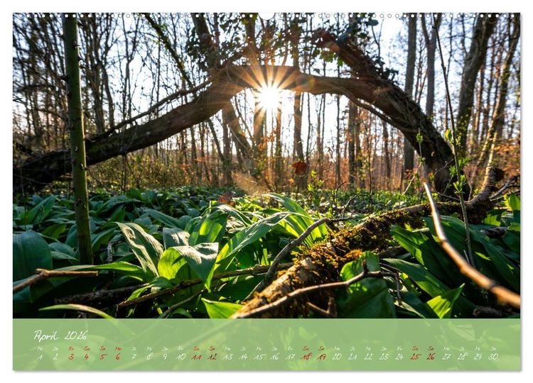 Produktbild: Waldwelten (hochwertiger Premium Wandkalender 2026 DIN A2 quer), Kunstdruck in Hochglanz
