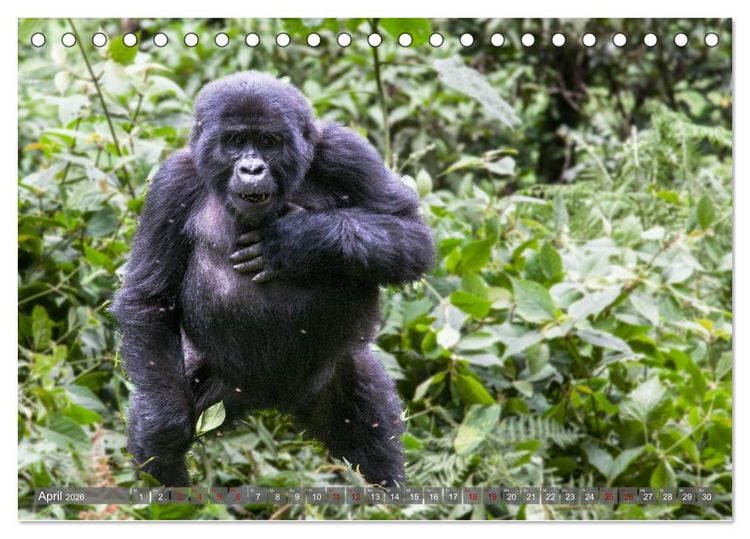 Produktbild: Gorillas ohne Nebel (Tischkalender 2026 DIN A5 quer), CALVENDO Monatskalender