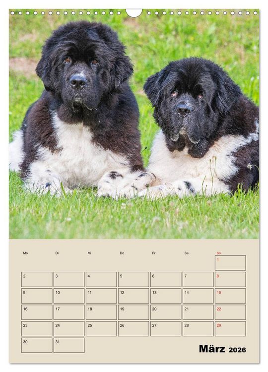 Produktbild: Familienplaner Neufundl&auml;nder - Freund und Retter (Wandkalender 2026 DIN A3 hoch), CALVENDO Monatskalender