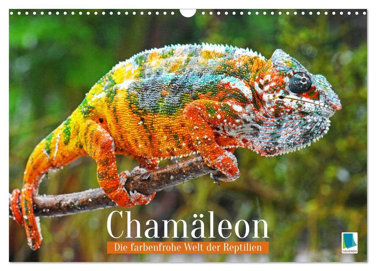 Produktbild: Cham&auml;leon: Die farbenfrohe Welt der Reptilien (Wandkalender 2026 DIN A3 quer), CALVENDO Monatskalender