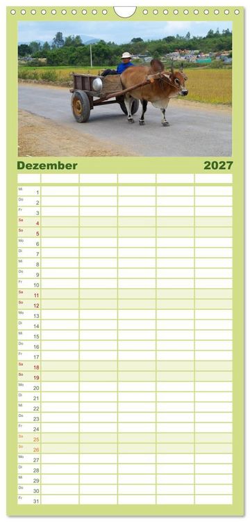 Produktbild: Familienplaner 2027 - K&uuml;he mit H&ouml;rnern mit 5 Spalten (Wandkalender, 21 x 45 cm) CALVENDO