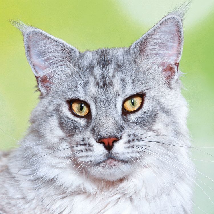 Produktbild: Cool Cats 2027