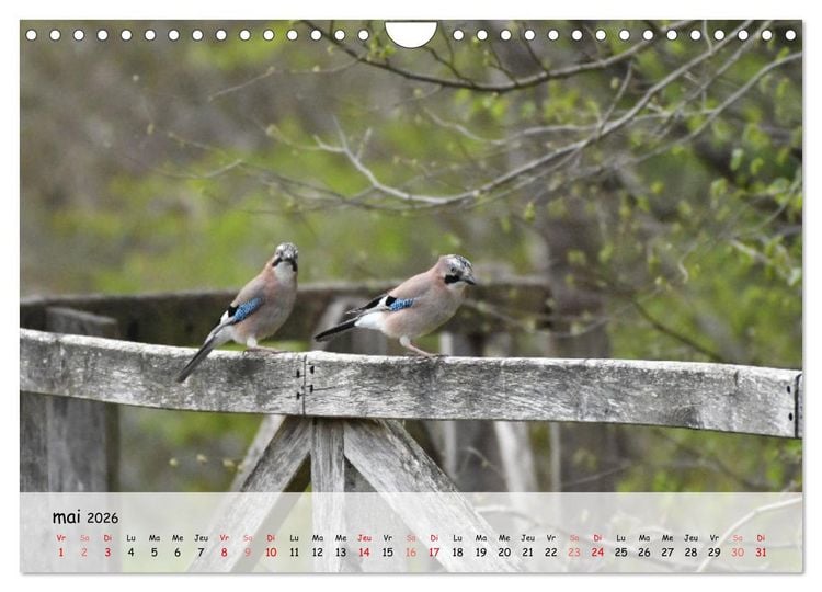 Produktbild: OISEAUX des Jardins et For&ecirc;ts (Calendrier mural 2026 DIN A4 vertical), CALVENDO calendrier mensuel