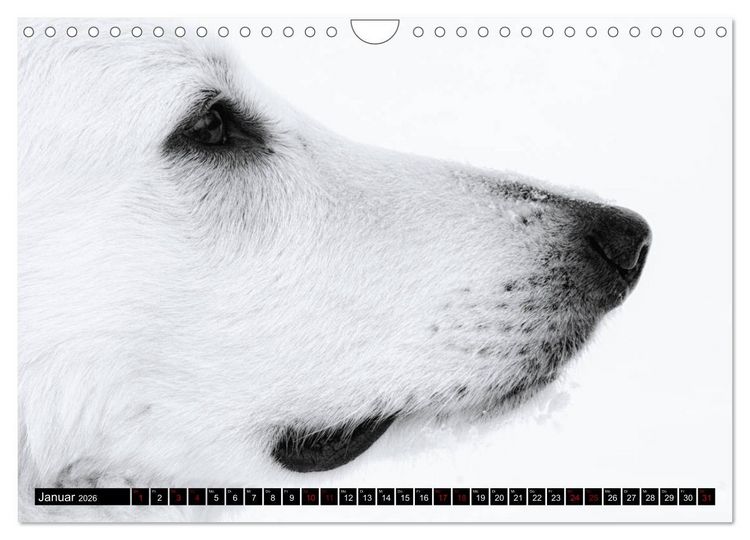 Produktbild: Wei&szlig;e Sch&auml;ferhunde in sch&ouml;nen Landschaften (Wandkalender 2026 DIN A4 quer), CALVENDO Monatskalender