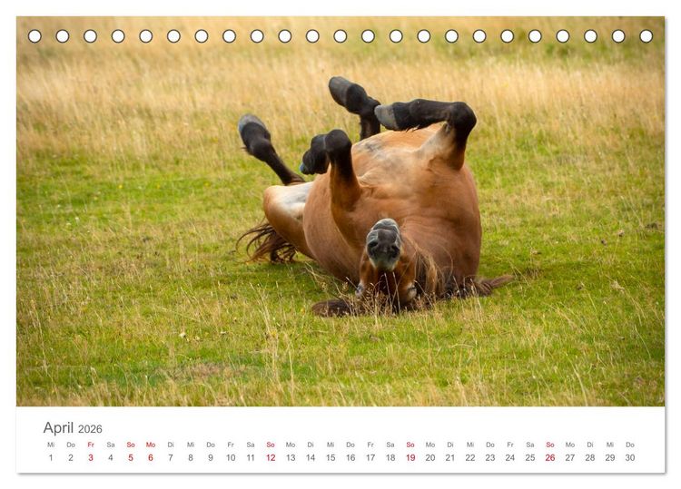 Produktbild: Exmoor Ponnys - Die letzten Ihrer Art (Tischkalender 2026 DIN A5 quer), CALVENDO Monatskalender