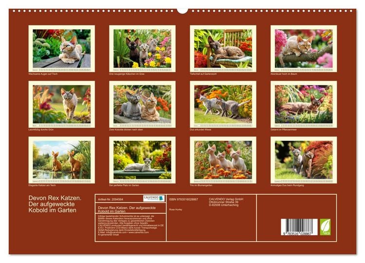 Produktbild: Devon Rex Katzen. Der aufgeweckte Kobold im Garten (hochwertiger Premium Wandkalender 2026 DIN A2 quer), Kunstdruck in Hochglanz